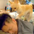 犬が『4度寝したパパ…