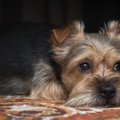 犬にはストレス？新…