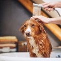 犬が苦痛に感じる『…