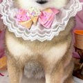 トリミングサロンで…