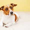 犬は飼い主に気を遣…