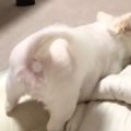 プリケツを見せてく…