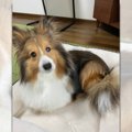 可愛すぎてコメント…