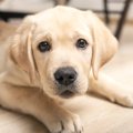 犬にしてはいけない…