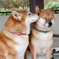 犬同士がみせる『愛…