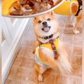 犬に『カフェのご飯…