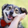 『犬好き』に共通す…