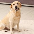 犬を飼ったら諦めな…