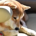 柴犬の臭いはなぜ？…