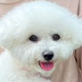 いつもは飼い主と仲…