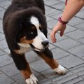 愛犬の『苦手』を克…