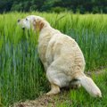 放置できない犬の便…