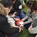 国内最大級の大譲渡…