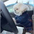 犬に『車の運転』頼…