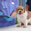 犬が『餓死寸前』に…