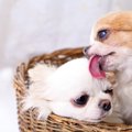 犬同士が体を舐め合…