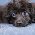 犬の『視線』から分…