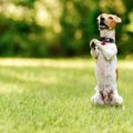 犬がよくする『ジェ…