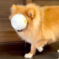 犬が自分のお茶碗を…