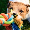 知っておきたい『犬…