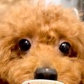 犬が『マザーズバッ…