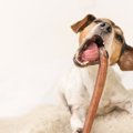 犬をワガママにして…
