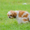 犬のウンチ、道端で…