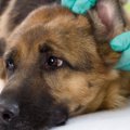 犬の外耳炎の薬につ…