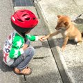 どんな犬にも好かれ…