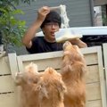 大型犬3頭が『流しそ…