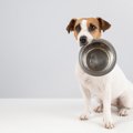 犬がご飯の後に『お…