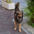 飼い犬と野良犬の寿…