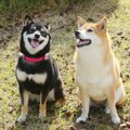 犬友との付き合い方…