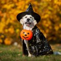 ハッピーハロウィン…