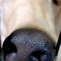 『美しく、高貴な犬…