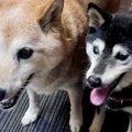 両目が見えない高齢…