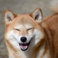 何があった？犬が怒…
