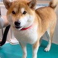 犬がドライヤー中に…