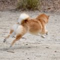 犬が飼い主から『逃…