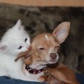 飼育の手間やしつけ…