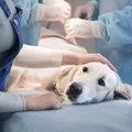 犬のがん治療につい…