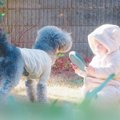 犬と0歳児の『モーニ…