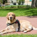 PTSDの介助犬の重要…