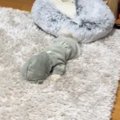 犬『何も見えんのだ…