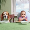 犬はなにが理由で嫉…
