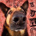 最新の脳研究により…