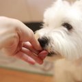 犬用ケーキの作り方♪…