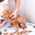 犬のサマーカットは…