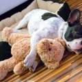 犬が白目で眠ってる…
