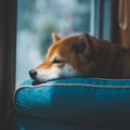 犬が『仮病している…
